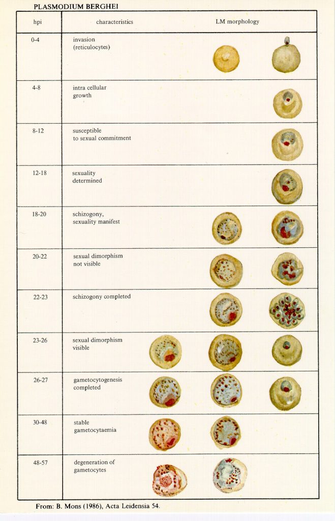 Berghei blood lifesycle stages