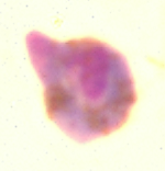 Plasmodium berghei zygote - 2 hour (malaria parasite)